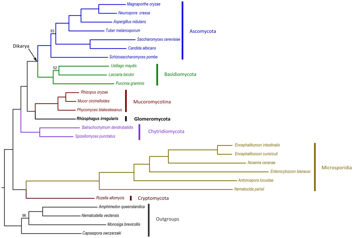 ML tree derived from the concatenation of 35 widespread, single-copy genes.
