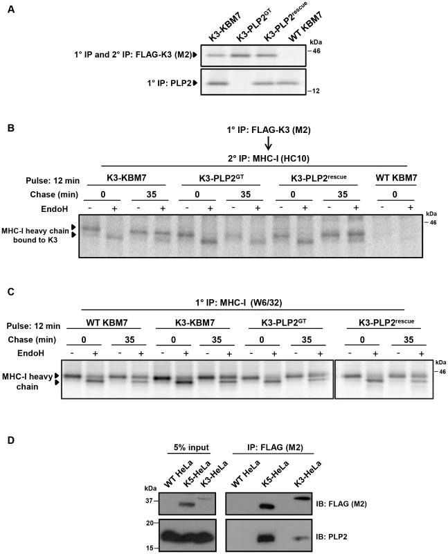 PLP2 is required for the export of a K3•MHC-I complex from the ER.