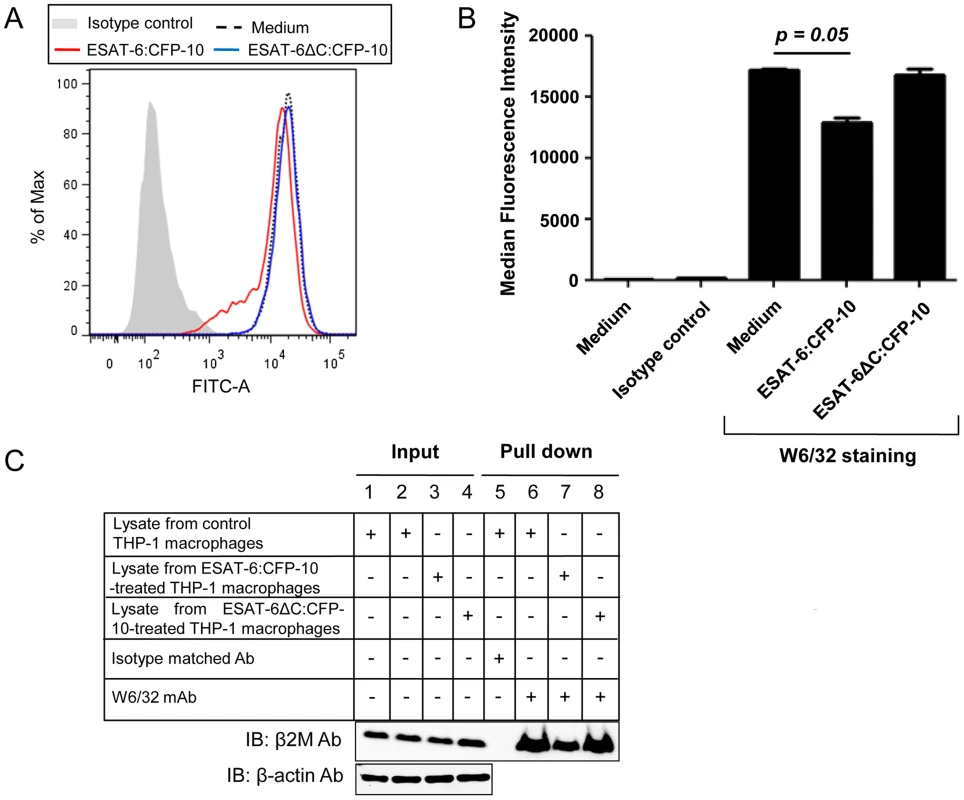 Soluble ESAT-6:CFP-10 reduces surface levels of β2M-associated HLA class I molecules.