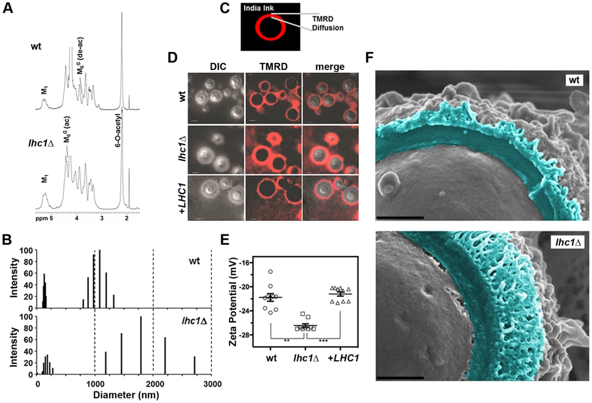 Deletion of <i>LHC1</i> is associated with alterations in higher order polysaccharide structure of solubilized polysaccharide.