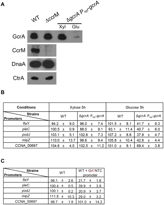 CcrM and GcrA dependence of selected promoters.