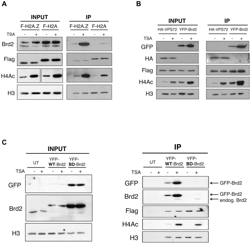 Interaction between Brd2 and H2A.Z nucleosomes increases following TSA treatment and is dependent on the bromodomains of Brd2.
