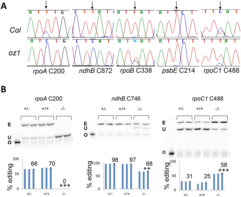 RNA editing at multiple plastid sites is affected in <i>oz1</i>.