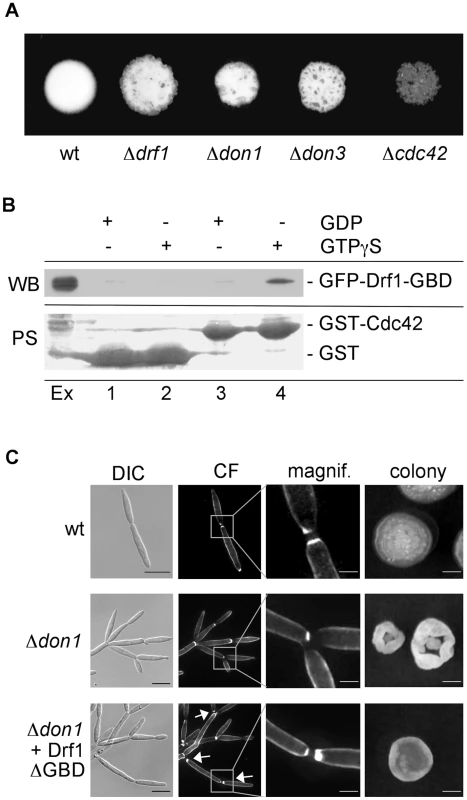 Drf1 is an effector of Cdc42.