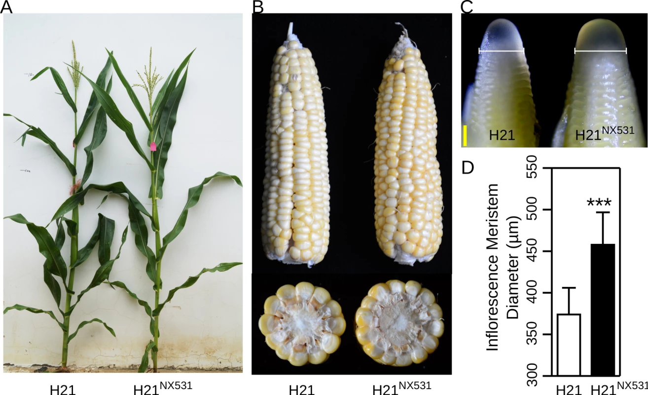The plant and inflorescence performance of H21 and H21<sup>NX531</sup>.