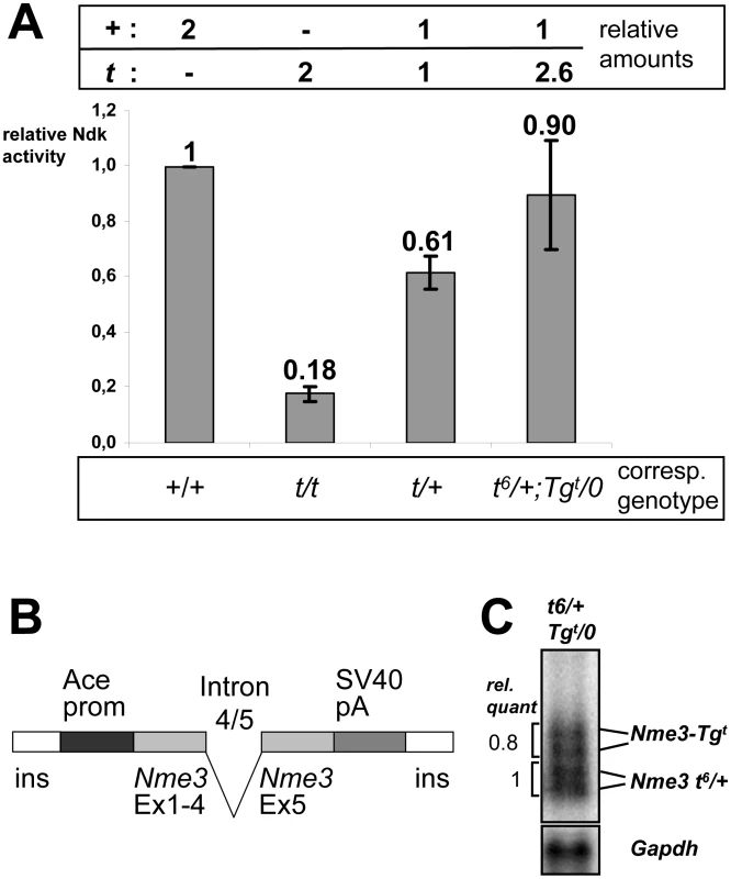 The <i>t</i>-allele of <i>Nme3</i> encodes a hypomorph.