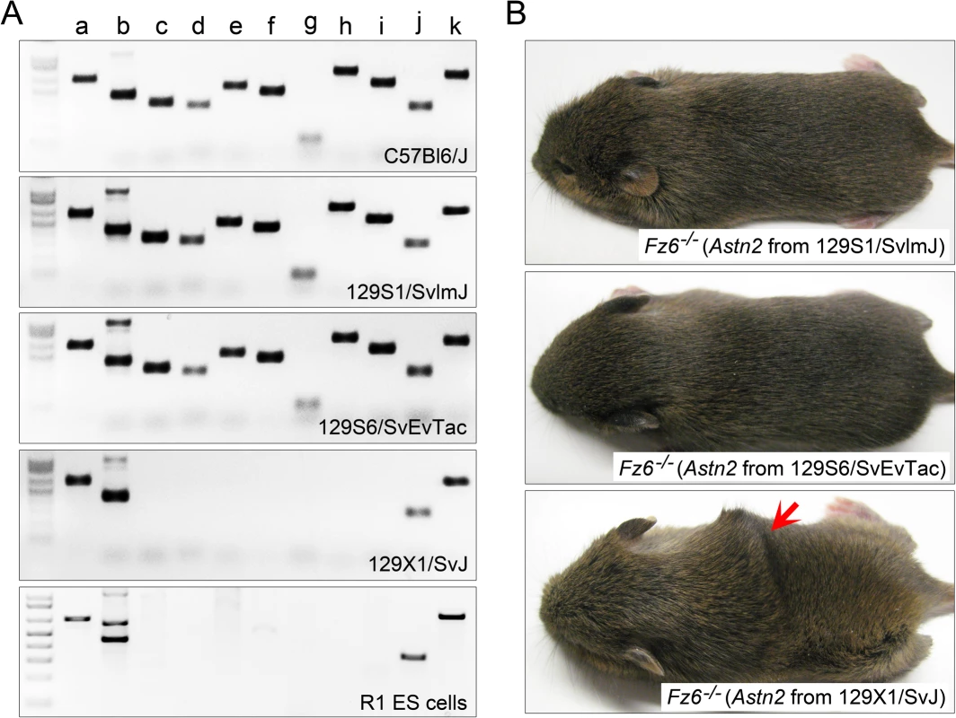 Origin of the <i>Astn2</i> exon 5 deletion.