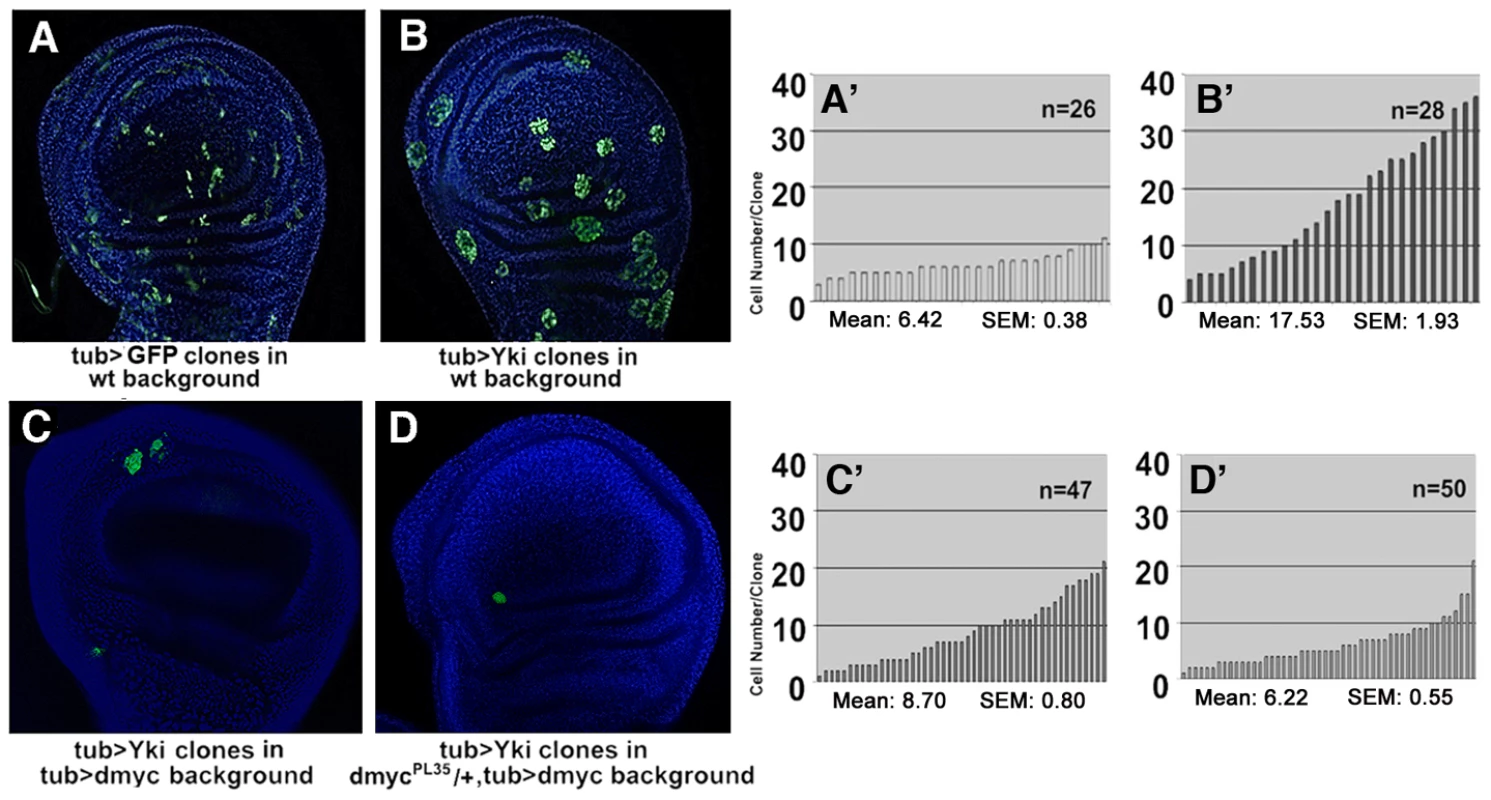 <i>yki<sup>over</sup></i> clonal expansion is restrained by <i>dmyc</i>-induced cell competition.