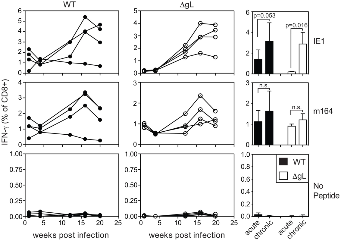 Spread-defective MCMV drives CD8+ T cell memory inflation in BALB/c mice.