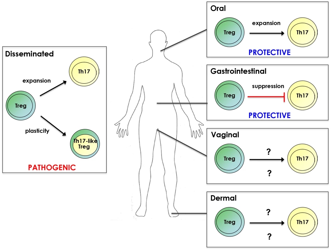 Treg/Th17 relationship during candidiasis.