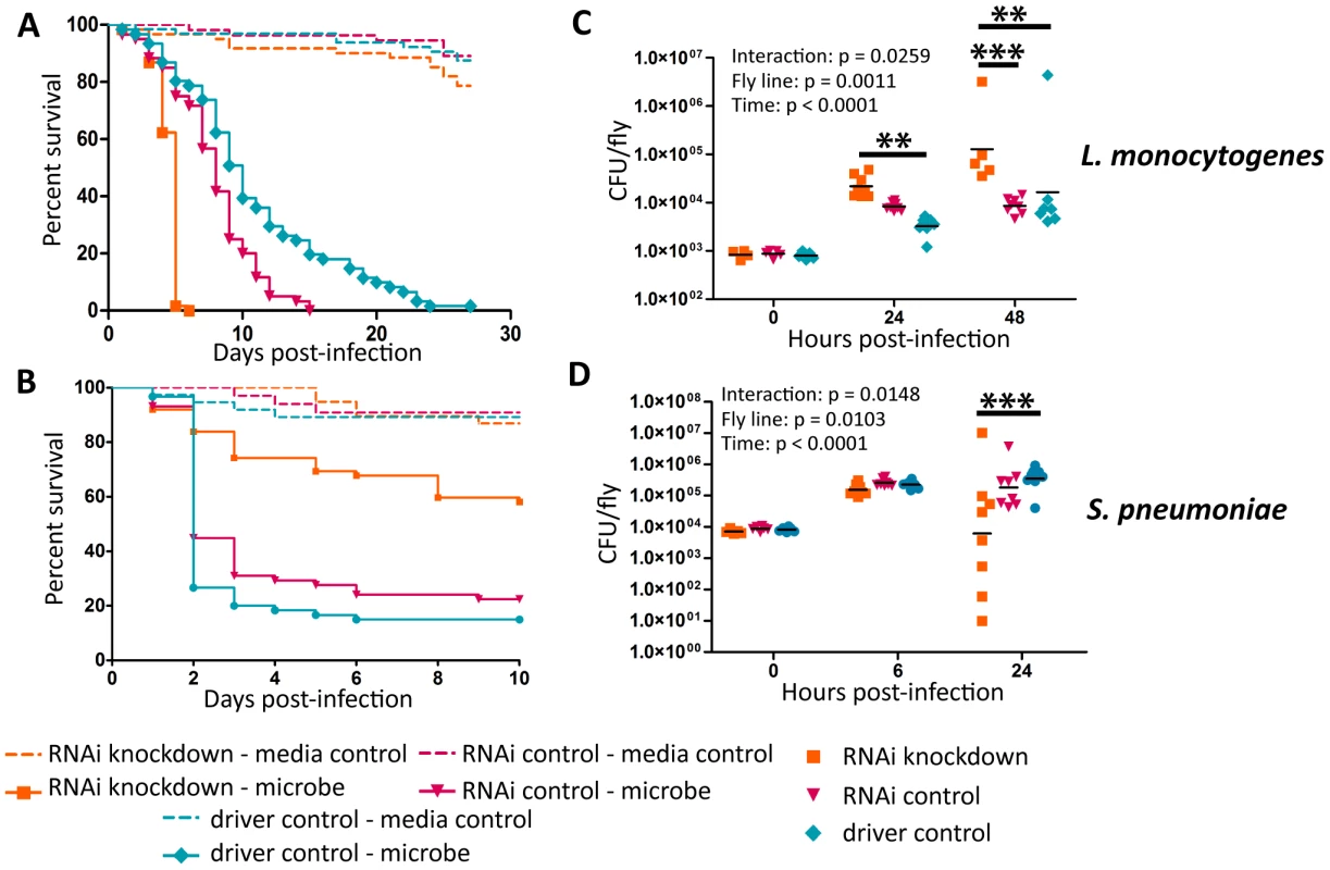 Ets21c phenotypes confirmed by RNAi knockdown.