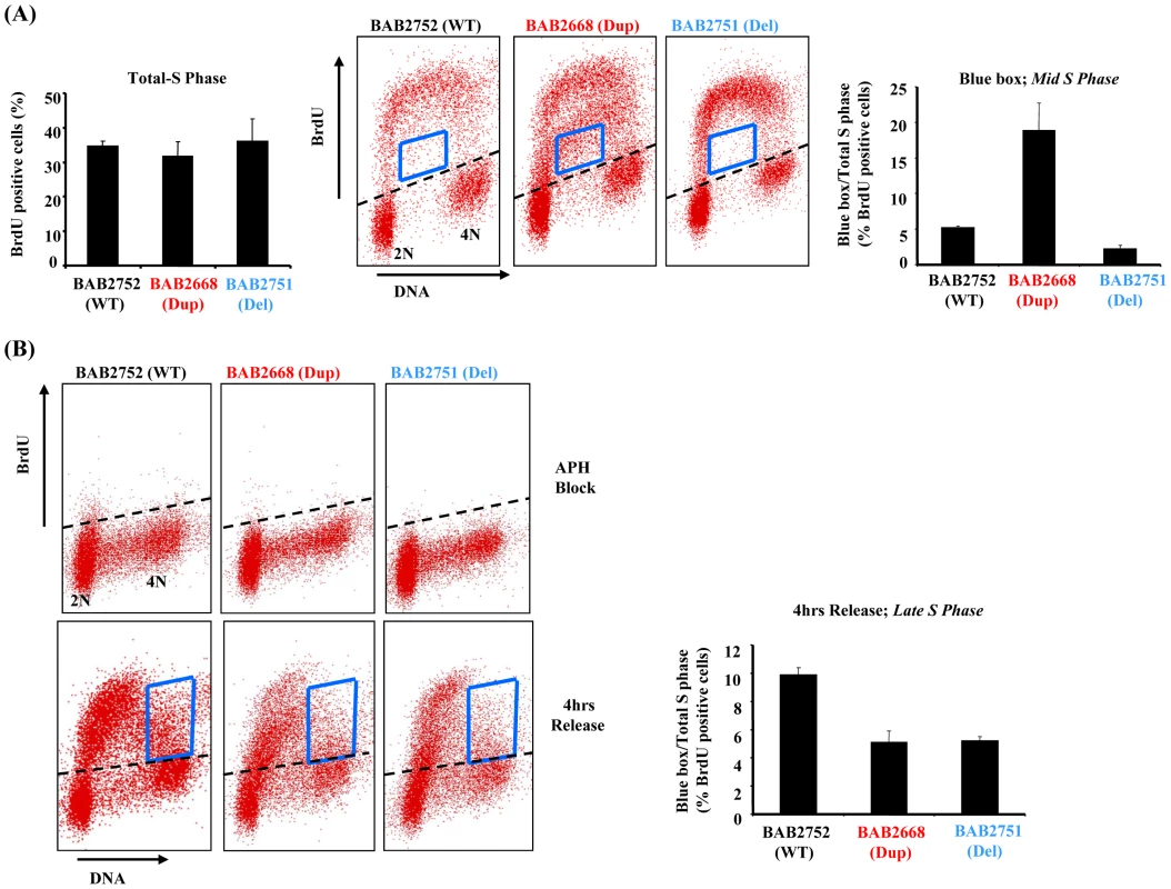 <i>RPA1</i>-duplication associated patient LBLs exhibit impaired DNA replication.