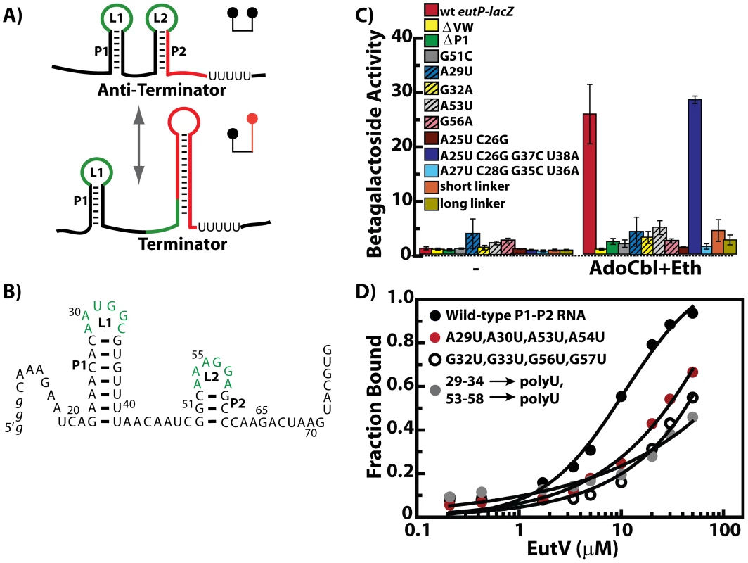 The EutV ANTAR regulator specifically recognizes a dual hairpin RNA motif.
