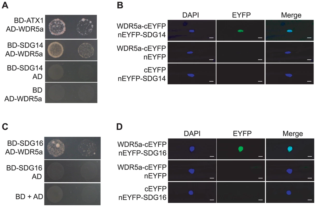 WDR5a Associates with Multiple Putative H3K4 Methyltransferases.