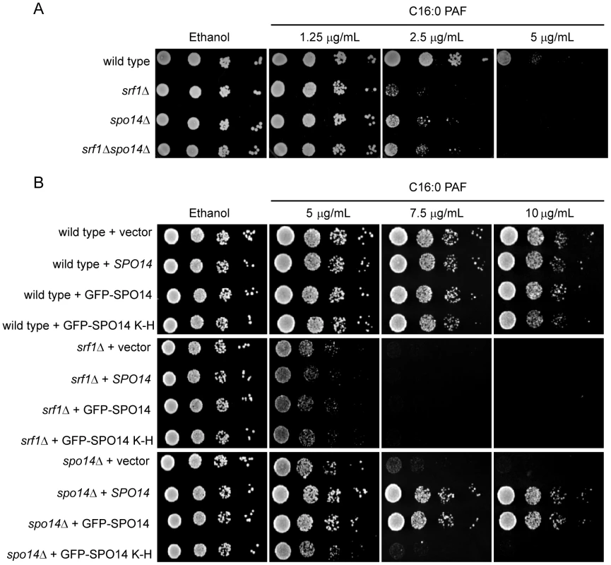 Characterization of a genetic interaction between <i>SPO14</i> and <i>SRF1</i> revealed by C16:0 PAF.
