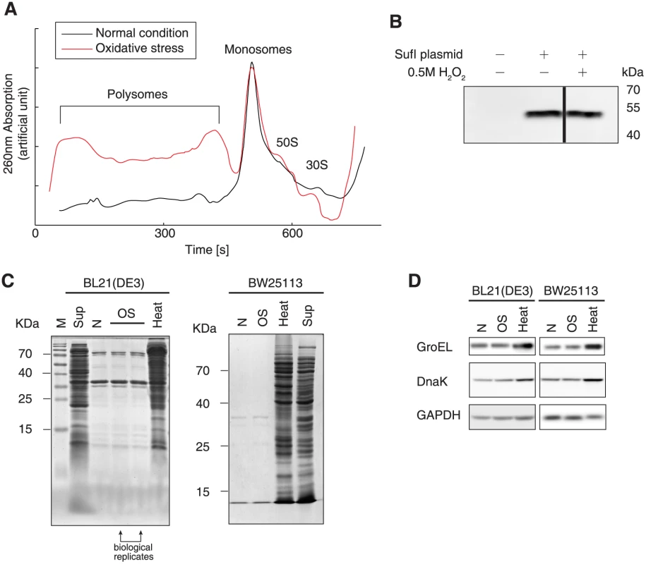Protein biogenesis under oxidative stress.