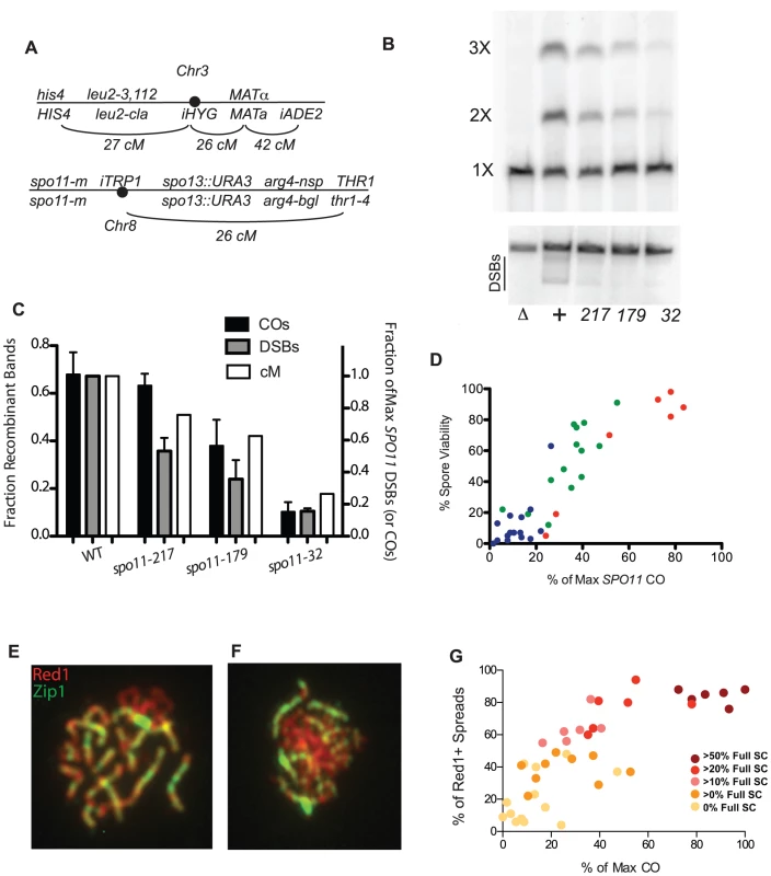 Crossing over, spore viability and chromosome synapsis in <i>spo11</i> hypomorphs.