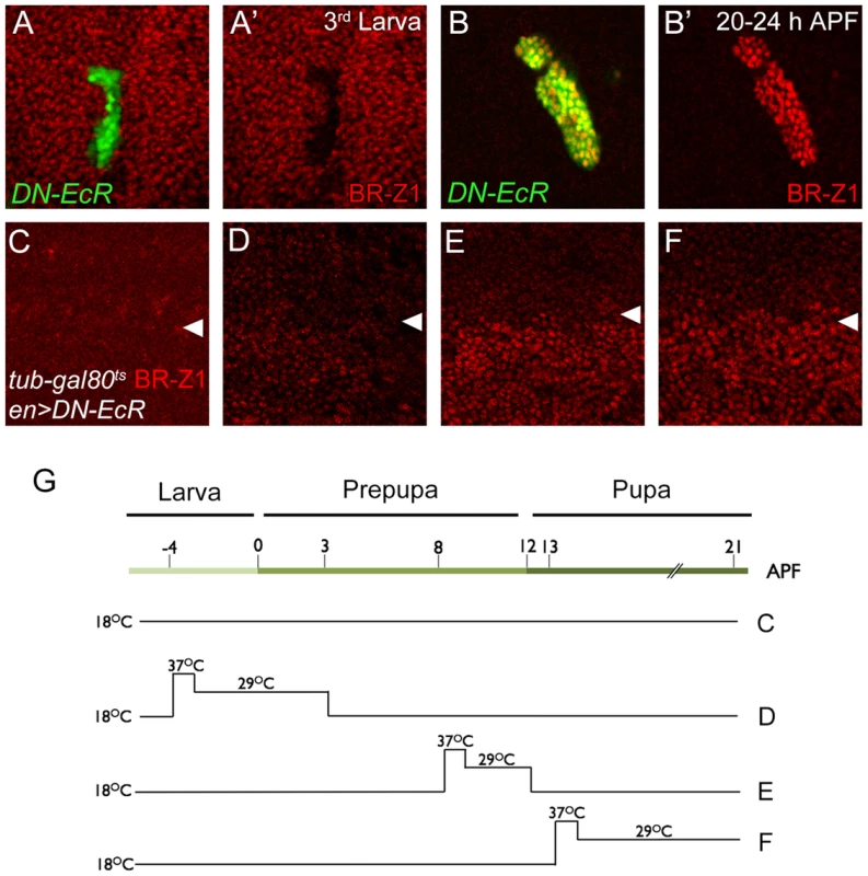 EcR regulation of BR-Z1 before and after the prepupa-to-pupa transition.