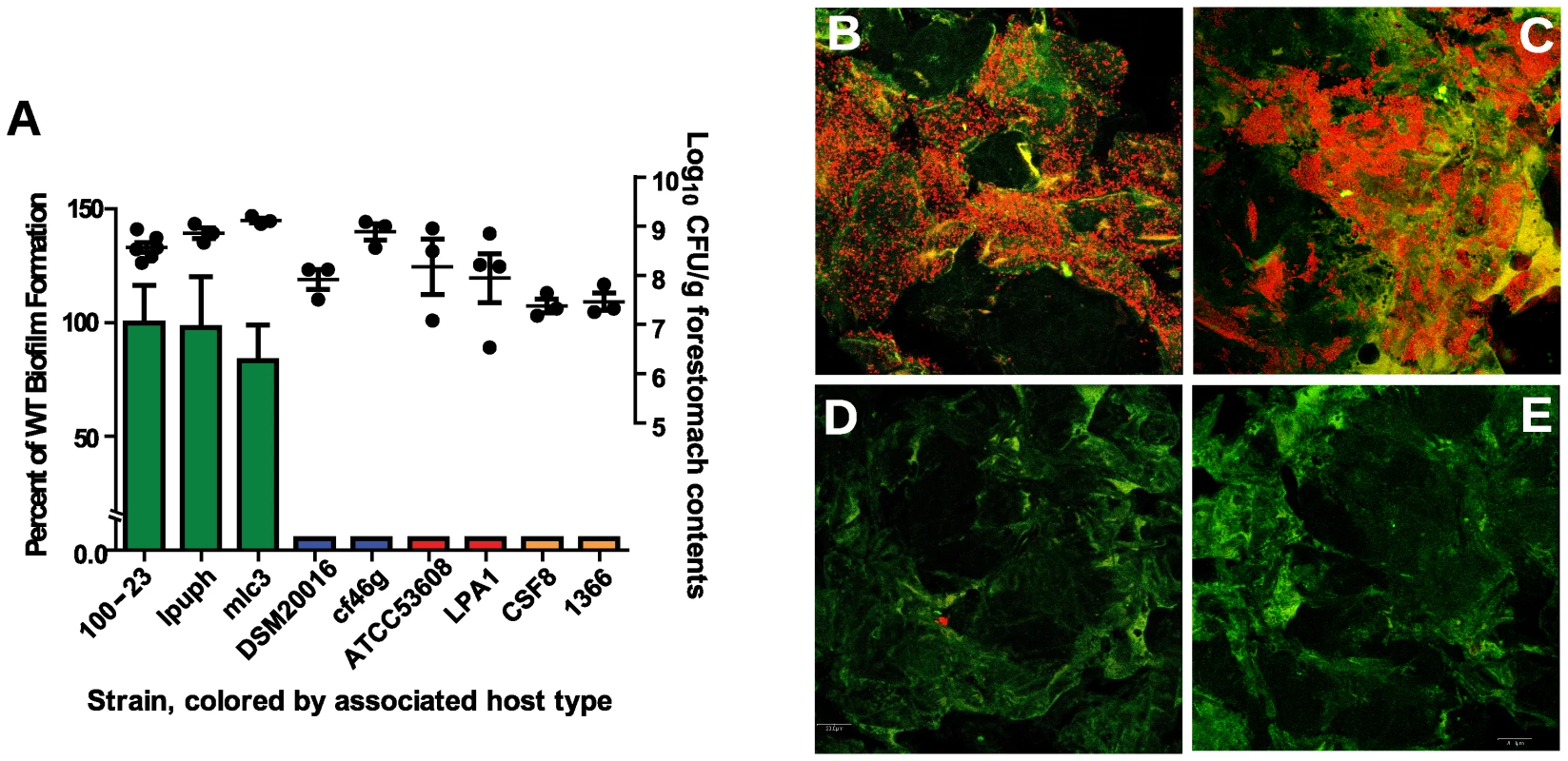 Biofilm formation of <i>L. reuteri</i> strains is host specific.