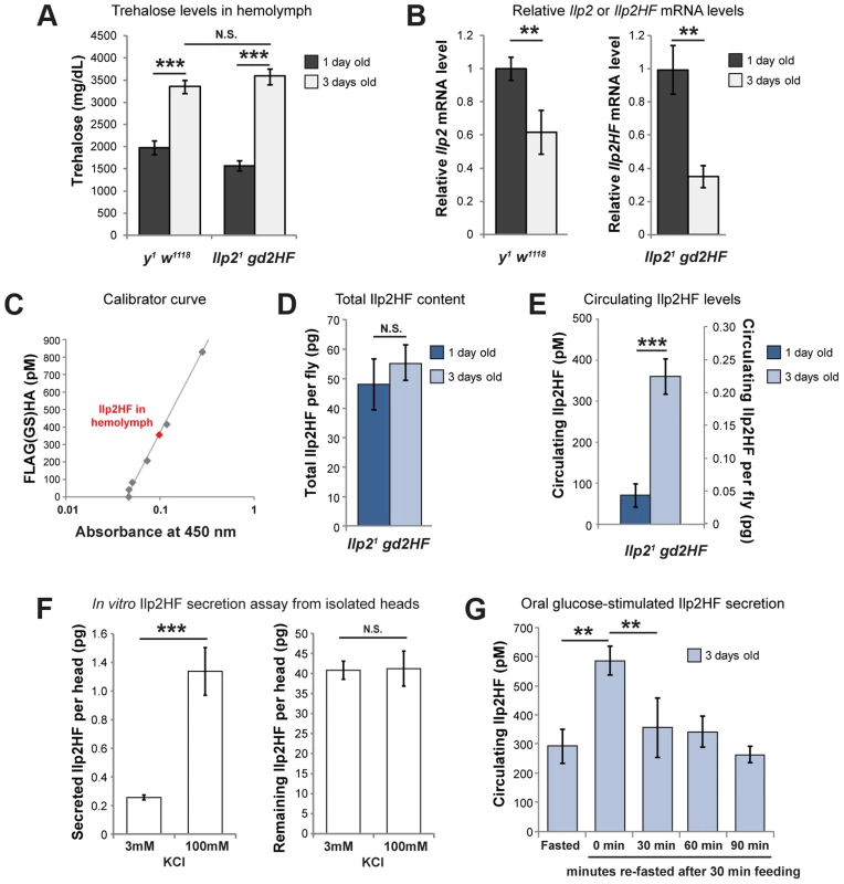 Physiological regulation of Ilp2HF production and secretion.