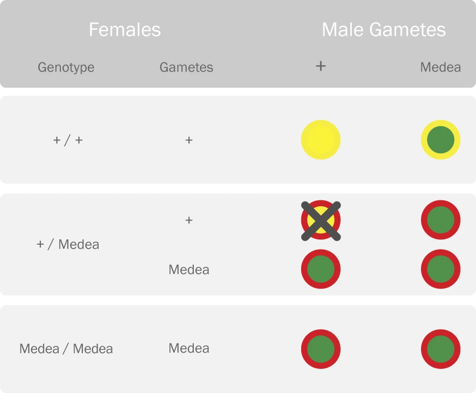 Parental Crosses Representing the Reproductive Advantage of the <i>Medea</i> Allele