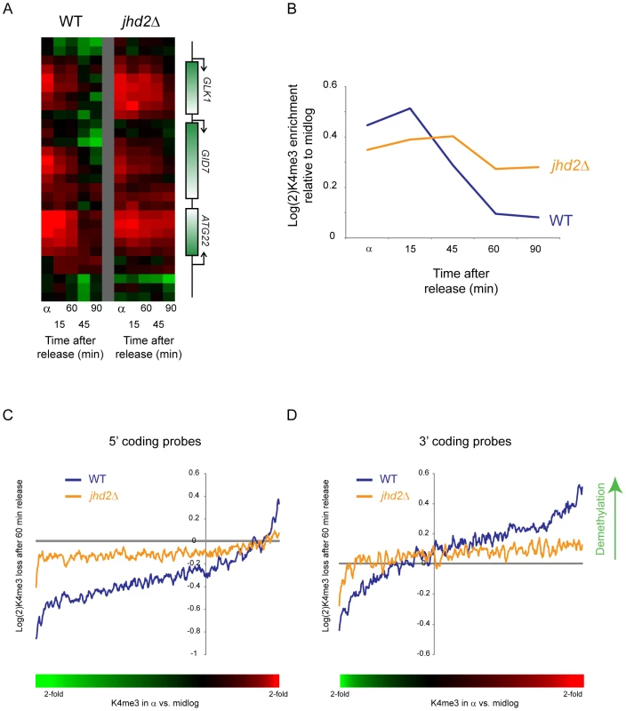 Delayed loss of H3K4me3 in <i>jhd2Δ</i> yeast.