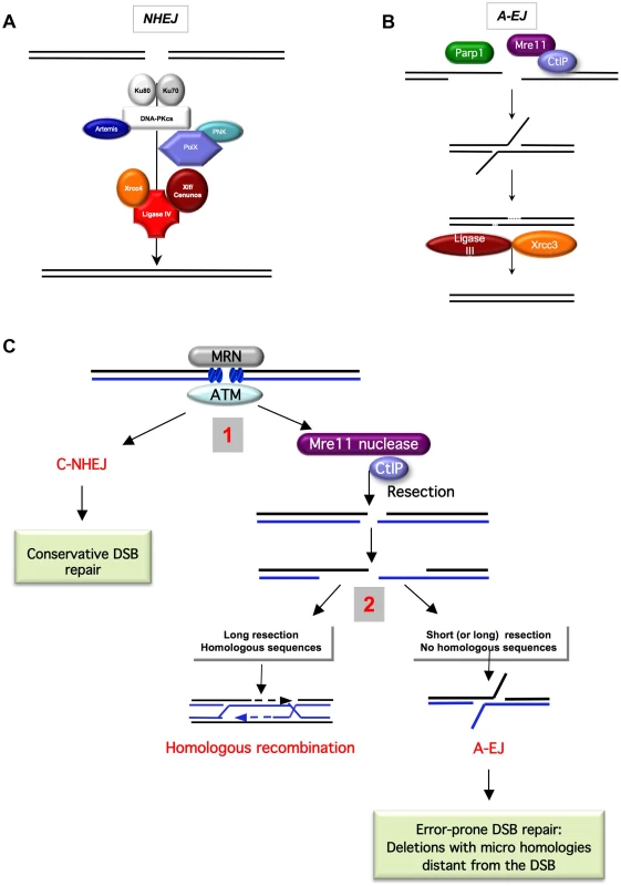  End-joining models and competition between C-NHEJ and A-EJ for DSB repair.
