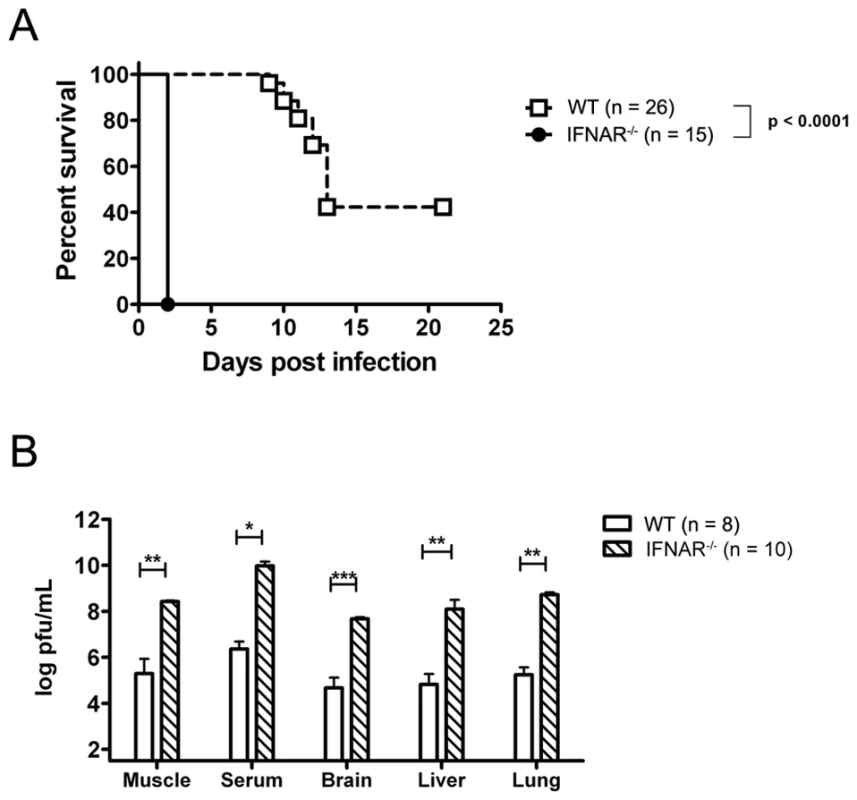 Endogenous Type I IFN is required for the control of neonatal CHIKV infection.