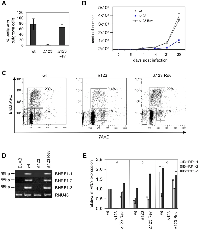B cells transformed by Δ123 virus show defective cell growth relative to its wild type counterparts.
