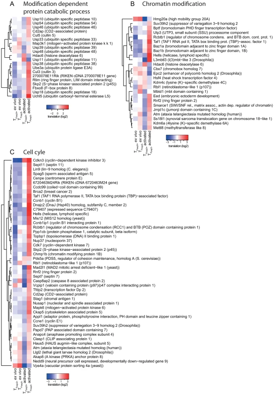 Translationally regulated mRNAs encode proteins are involved in ubiquitination, chromatin modification, or cell cycle pathways.