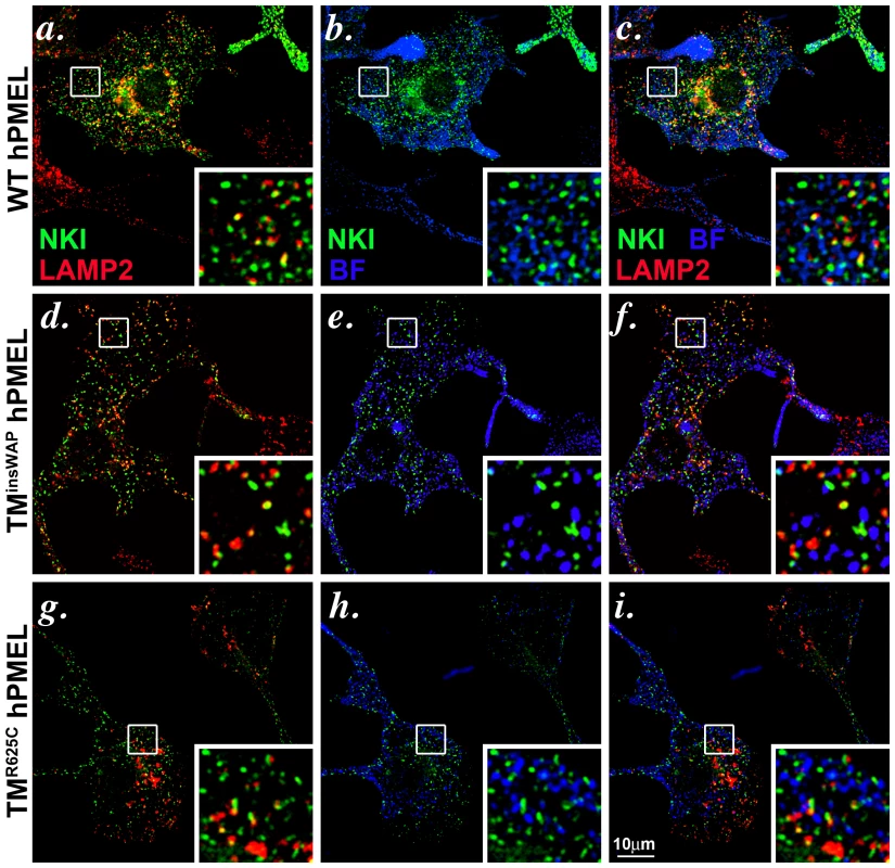 Wild-type and TMD mutant hPMEL variants localize similarly when expressed in mouse melanocytes.