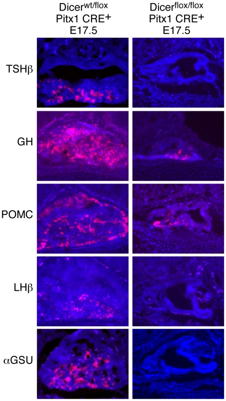 Dicer is required for cell-type-specific pituitary hormone expression.