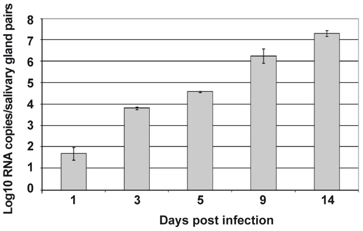 Follow-up of DENV-2 replication in the salivary glands from <i>Ae. aegypti</i>.