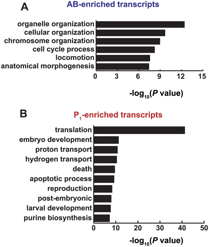 Functions associated with AB and P<sub>1</sub>-enriched transcripts.