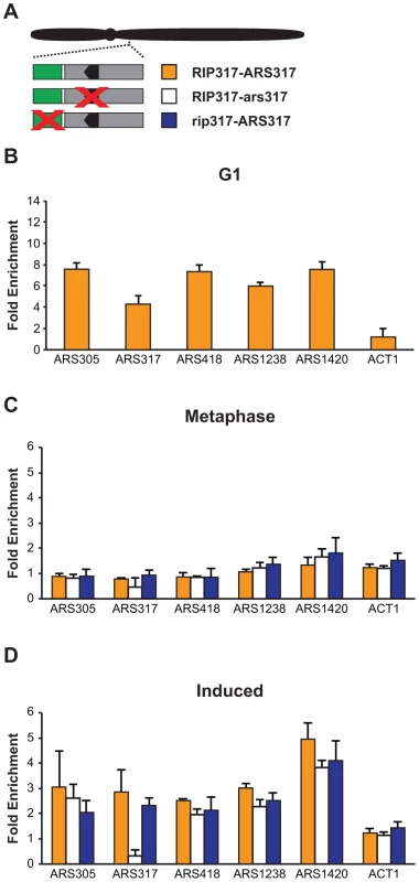 Deregulation of Cdc6 and Mcm2-7 allows Mcm2-7 to re-associate with origins that do not preferentially re-initiate.