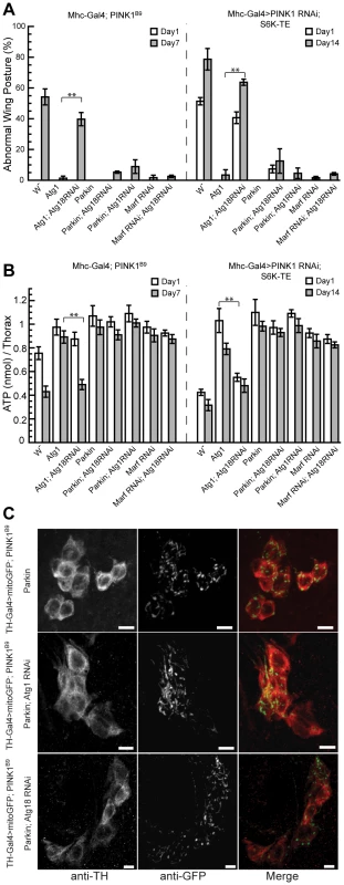 <i>Atg18</i> RNAi blocks the rescuing effect of Atg1 OE but not that of Parkin OE or <i>Marf</i> RNAi.
