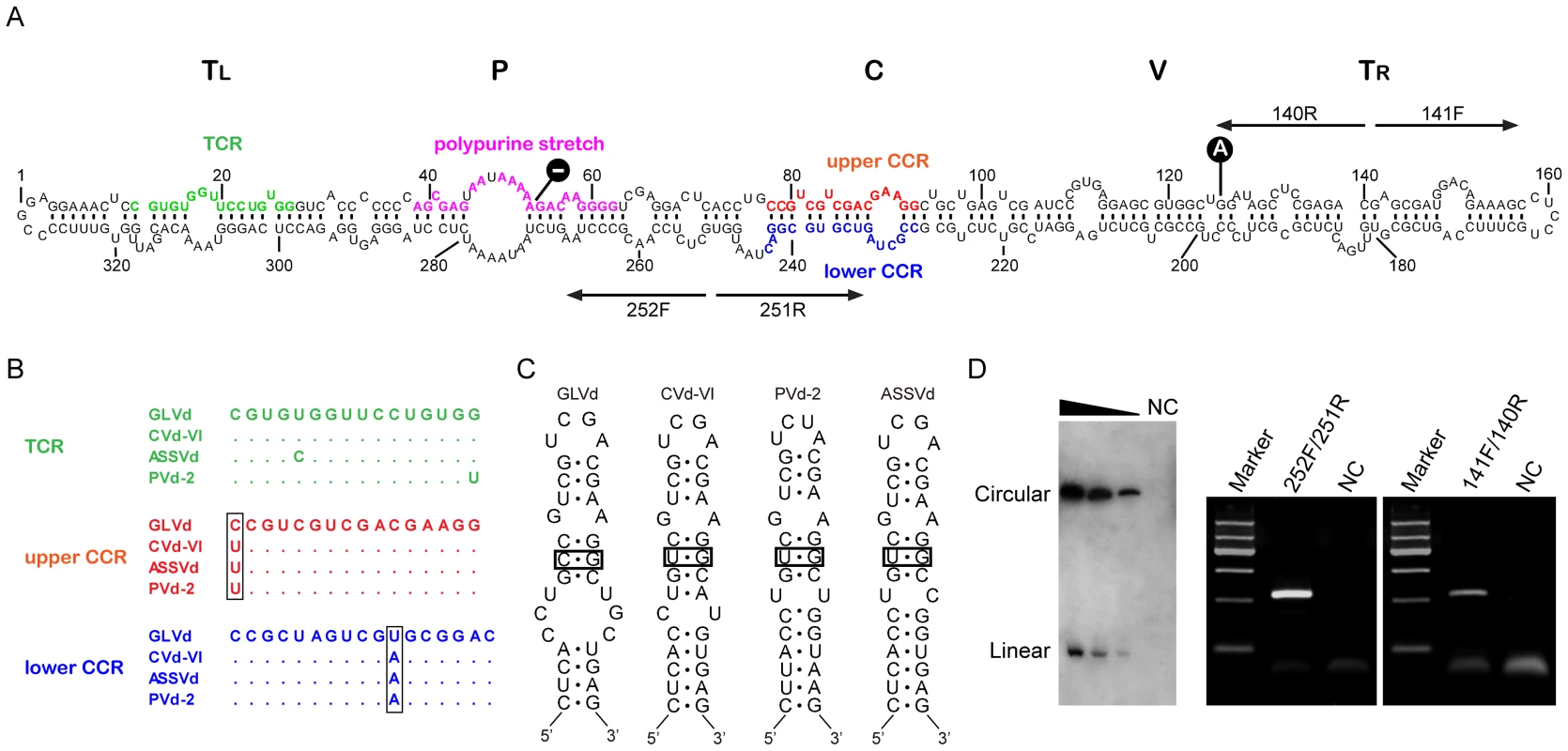 Characterization of predicted secondary structure, conserved structure elements, and circular properties of GLVd.
