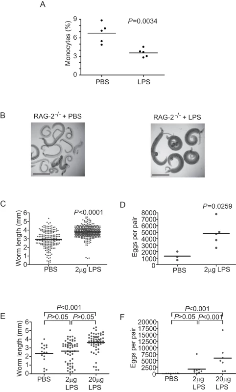 TLR ligand-induced maturation of mononuclear cells facilitates <i>S. mansoni</i> development.