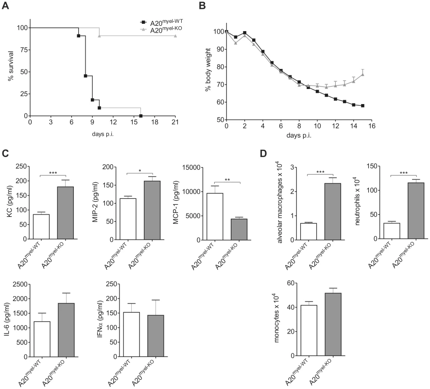 A20 deficiency in myeloid cells protects against lethal IAV infection.