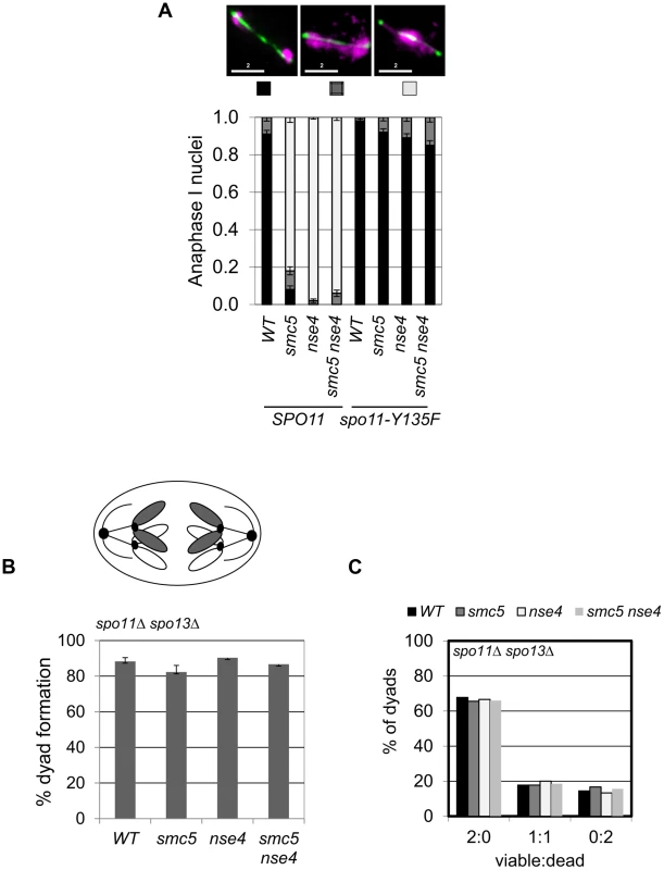 Meiotic depletion of Smc5 and Nse4 leads to Spo11-dependent nuclear separation defects in meiosis.