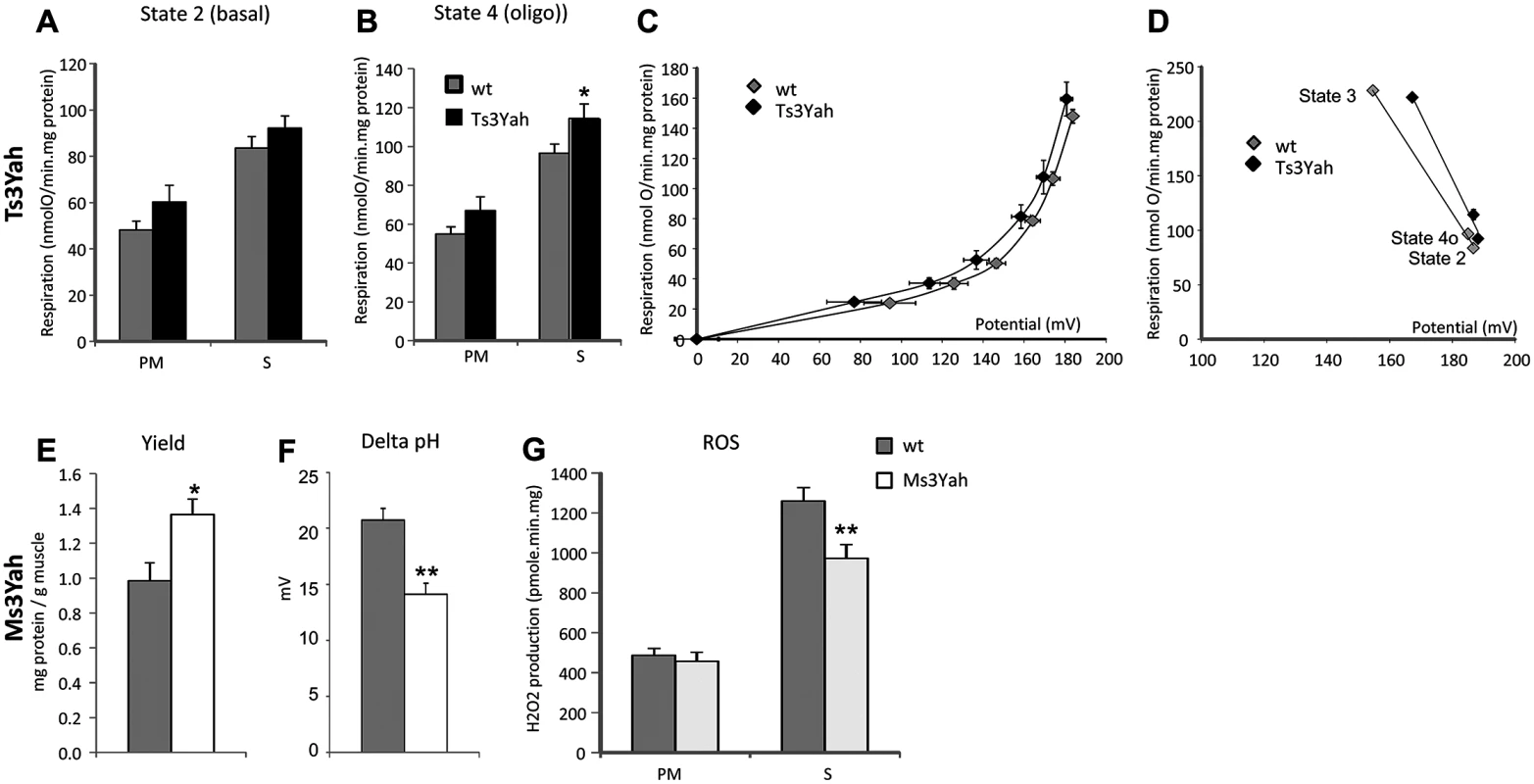 Evaluation of mitochondrial function.