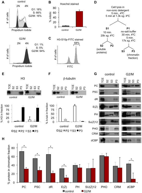 PcG proteins fractionate with mitotic chromosomes.