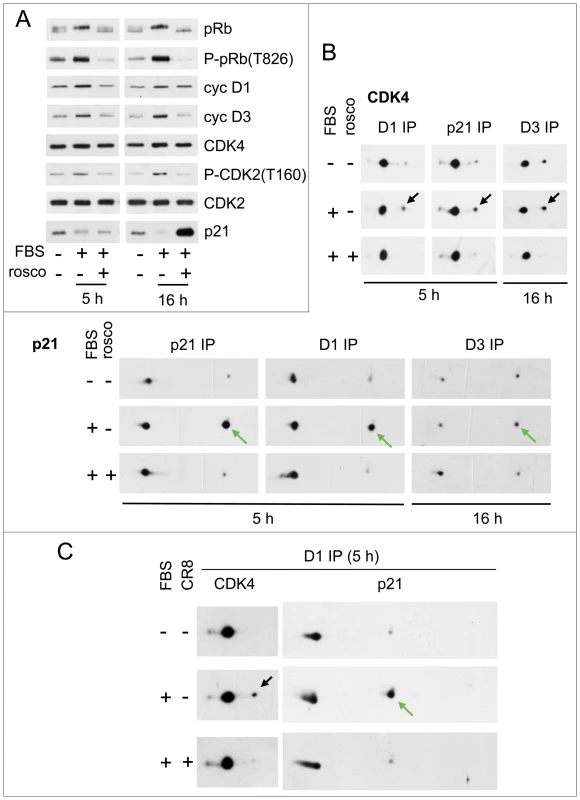 Inhibition of phosphorylations of p21 and CDK4 by CDK inhibitors.