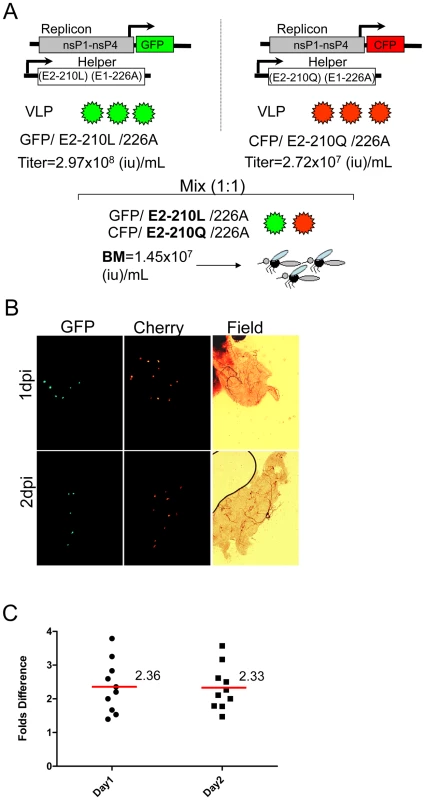 Effect of the E2-L210Q substitution, expressed in the background of E1-226A, on infectivity of CHIKV VLPs for midguts of <i>A. albopictus</i> (Thailand).