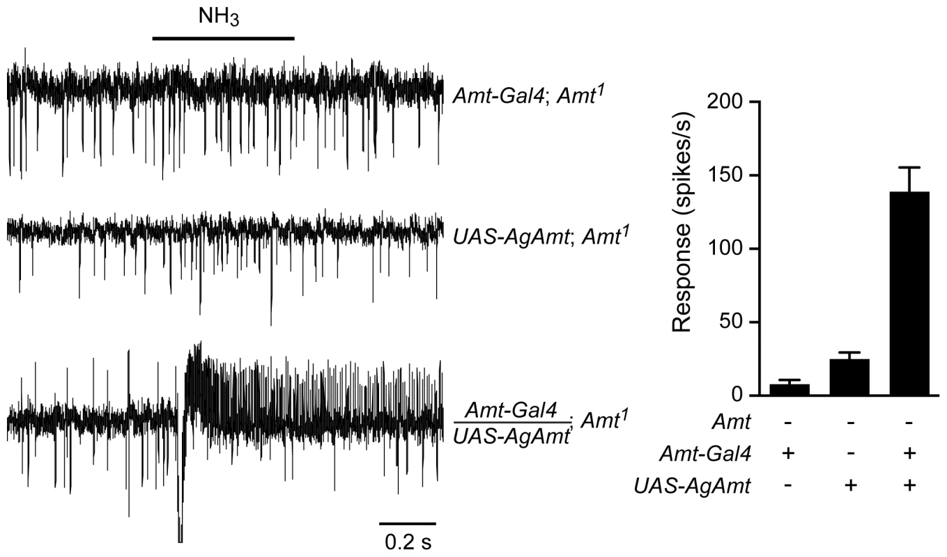<i>AgAmt</i> from the mosquito <i>Anopheles gambiae</i> can substitute for <i>Drosophila Amt.</i>