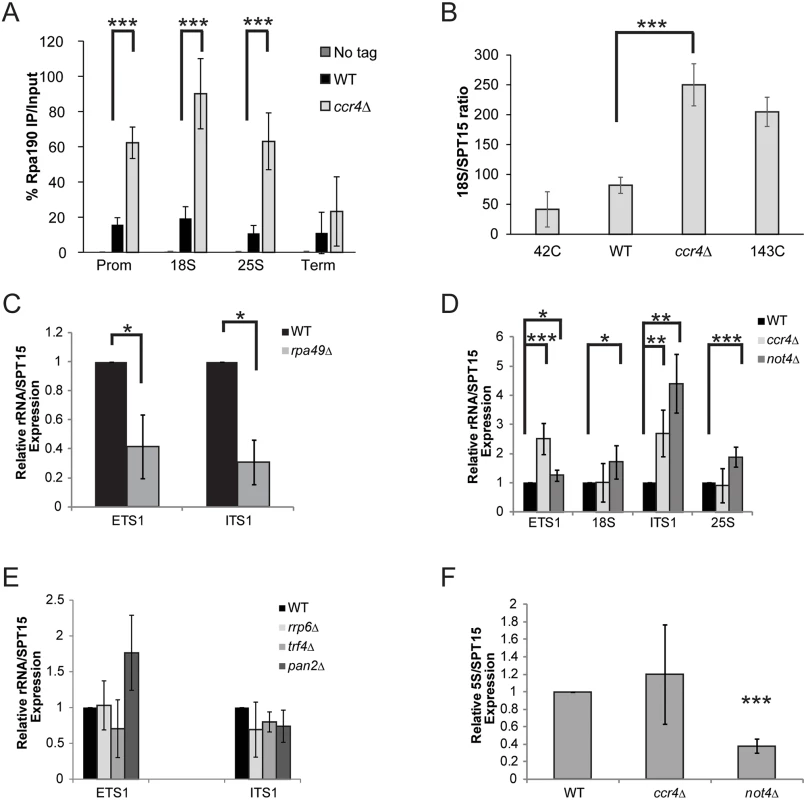 Ccr4-Not disruption increases Pol I transcription.