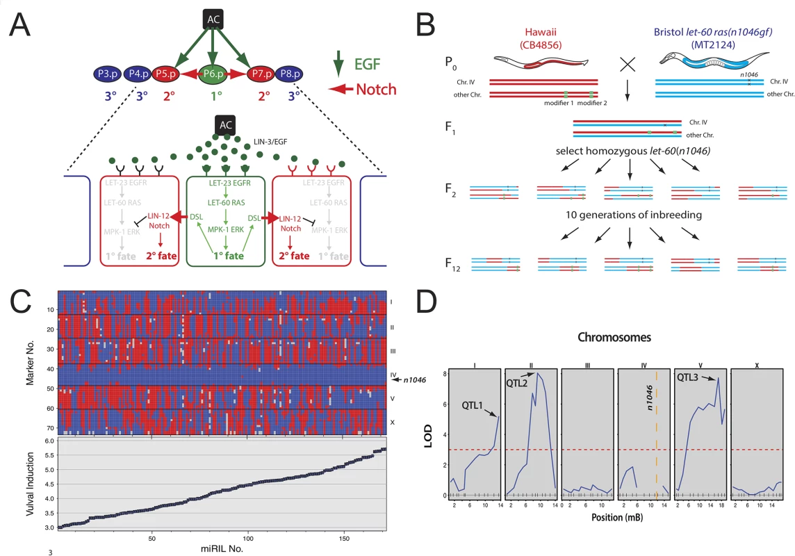 QTL mapping of <i>let-60 ras</i> modifiers.