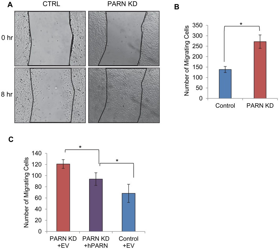 PARN knockdown results in enhanced wound healing.