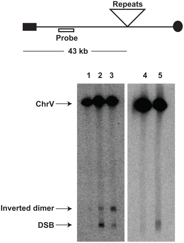 Inverted repeat and GAA/TTC-induced DSB detection in wild-type and mutant strains.