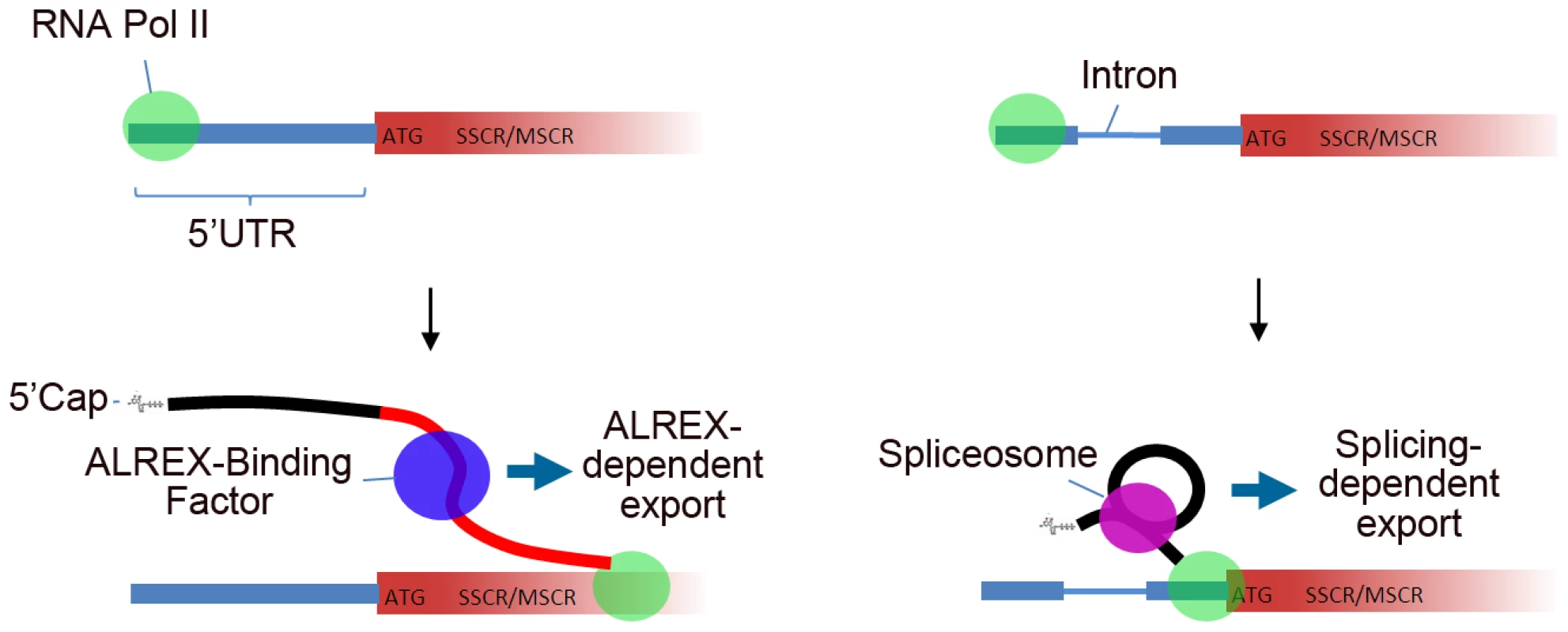 Model describing 5′UTR intron effects on nuclear mRNA export by genes with SSCR/MSCRs.